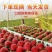 丹东红颜久久草莓