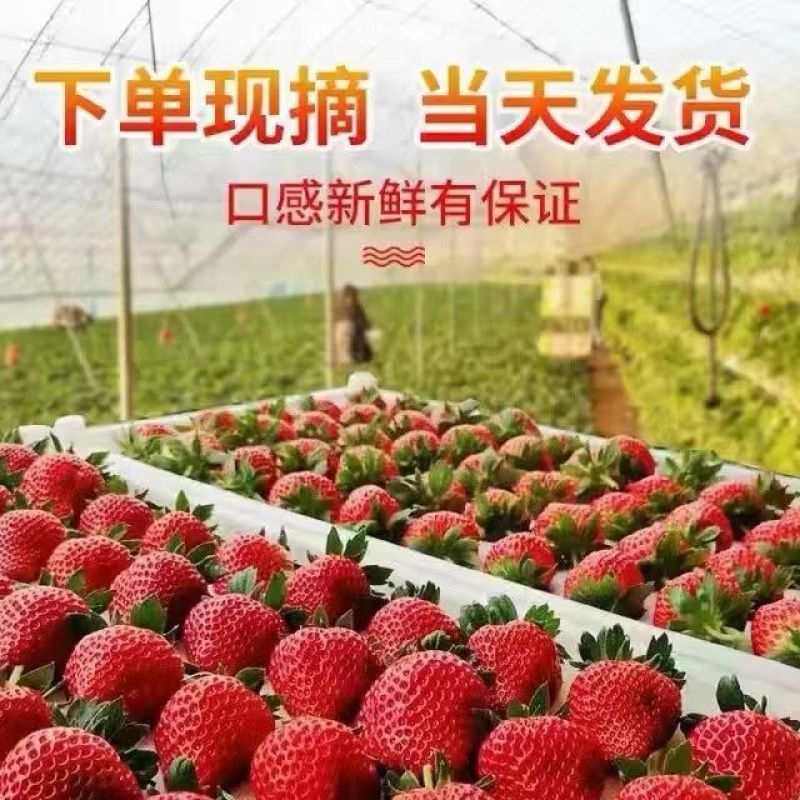 丹东红颜久久草莓