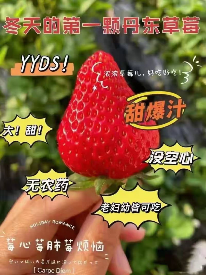 丹东红颜久久草莓