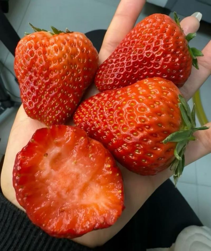 丹东红颜久久草莓