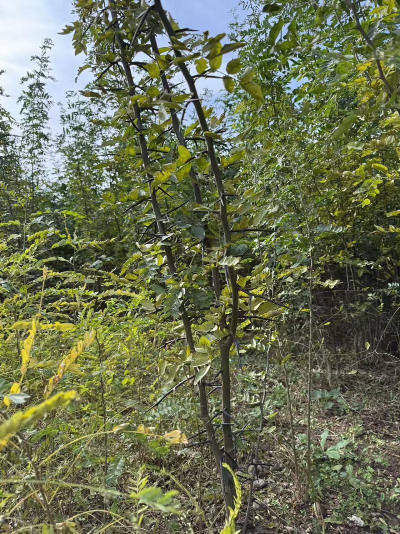 嫁接成活特大皂角刺苗