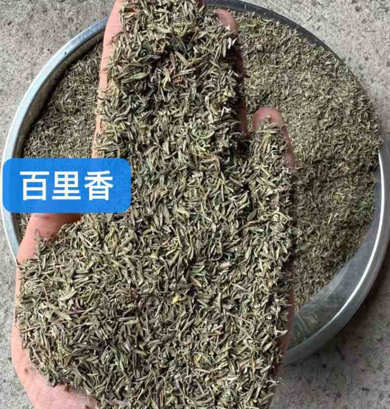 西餐调味料百里香香草香料埃及摩洛哥进口香料长期批发量大价优