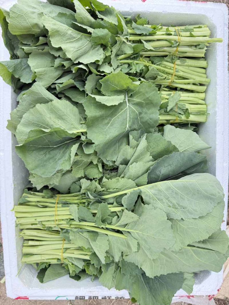 菜苔
