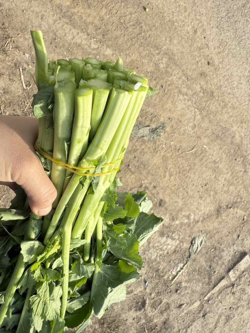 菜苔