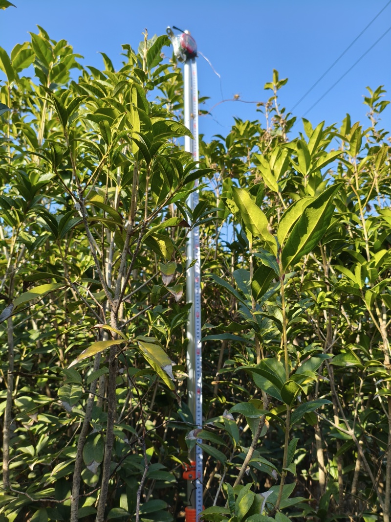 桂花树苗“金桂”