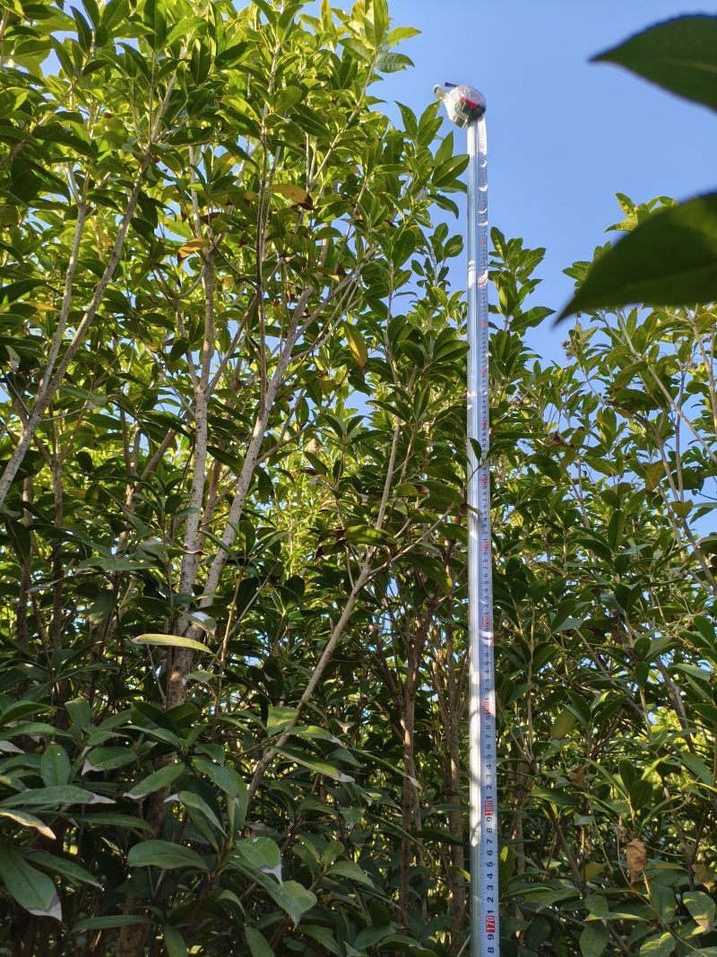 桂花树苗“金桂”