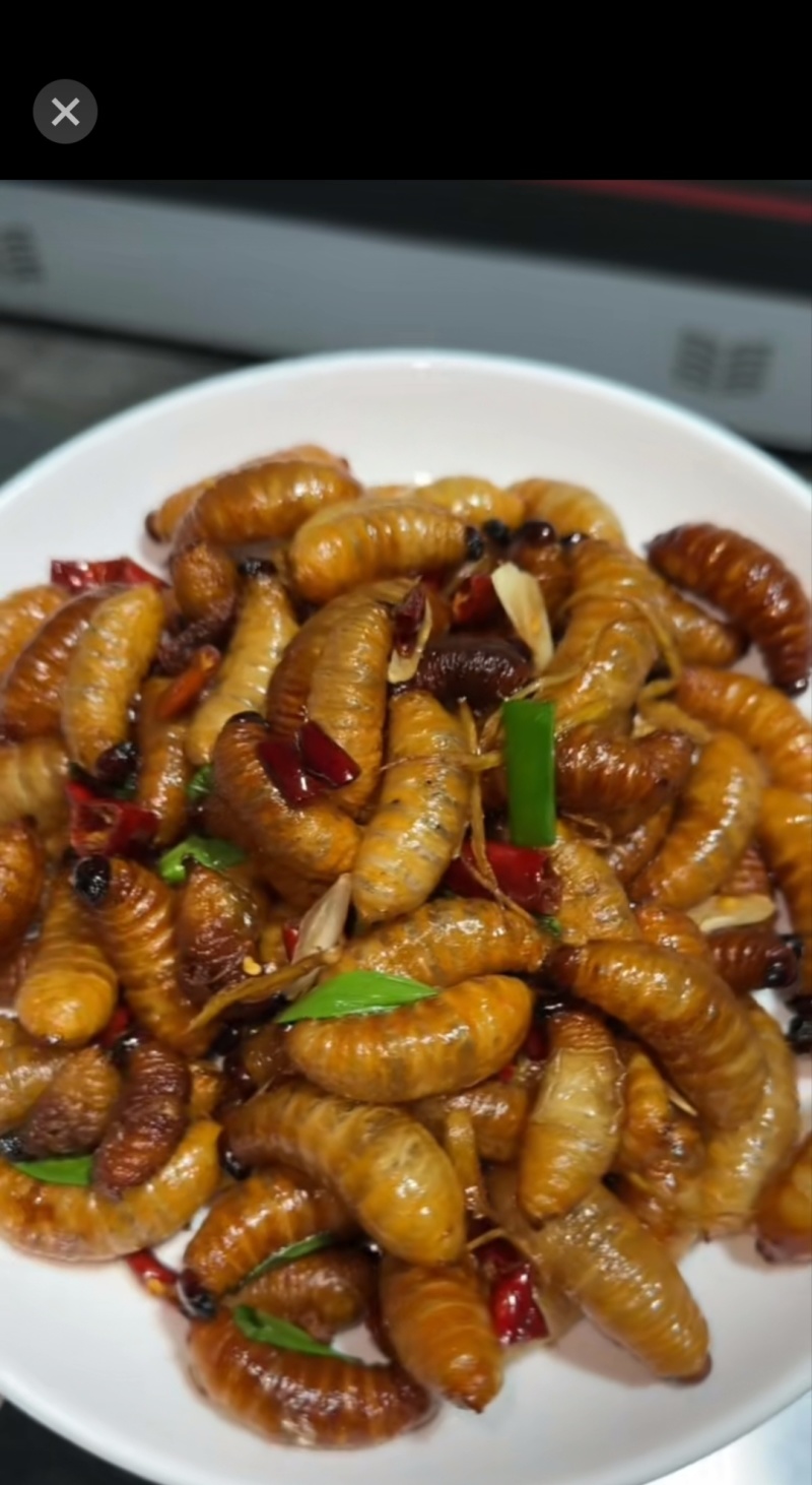 竹笋虫