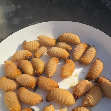竹笋虫