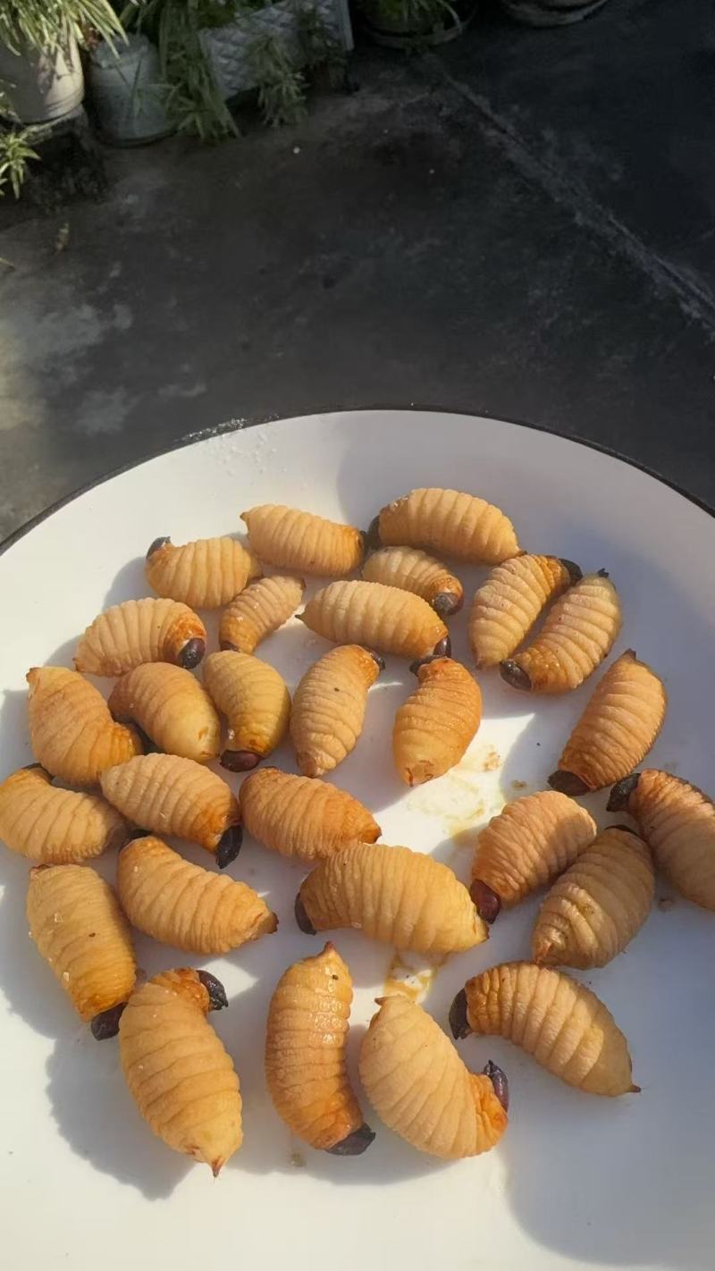 竹笋虫