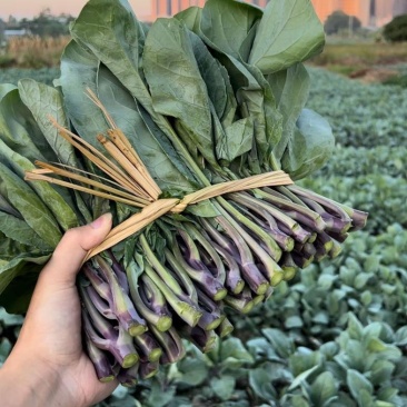 潮汕特有红脚芥蓝价格便宜