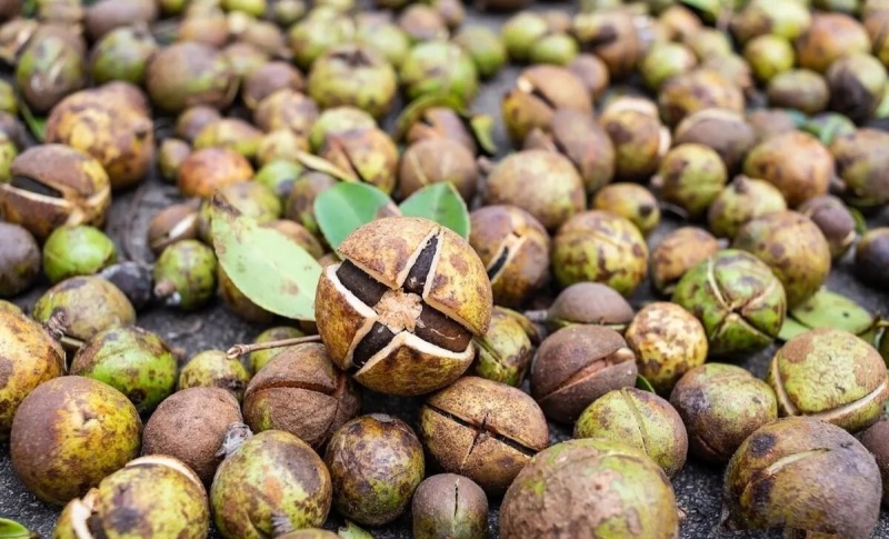 信阳山茶油