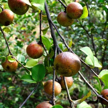 信阳山茶油