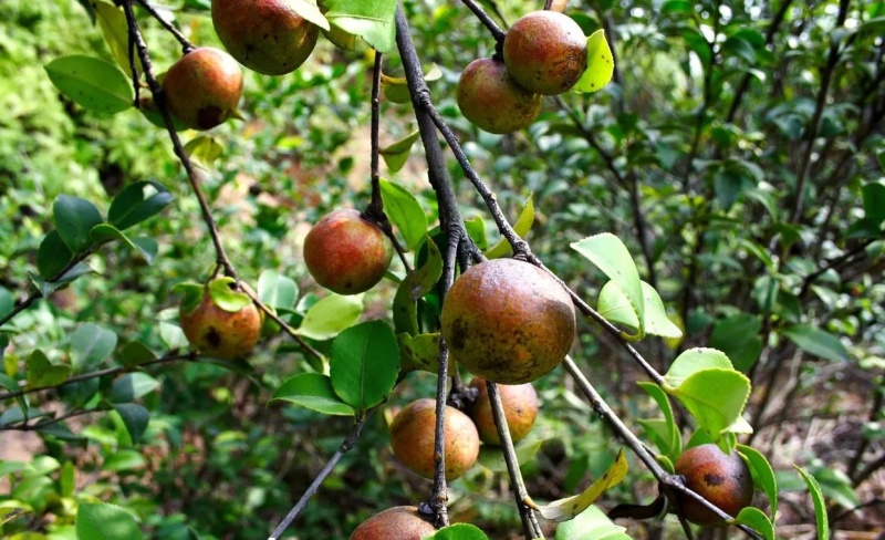 信阳山茶油