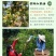 信阳山茶油
