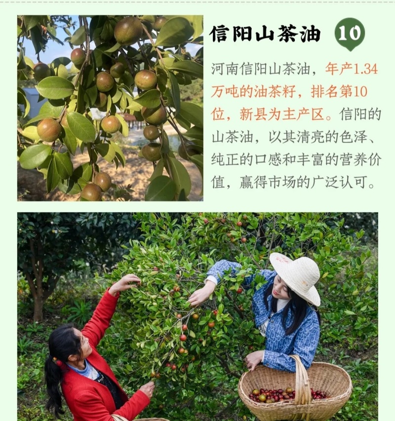 信阳山茶油