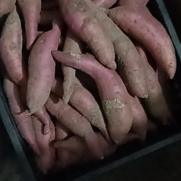 红薯