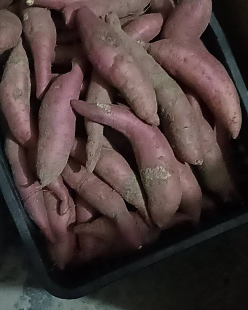 红薯