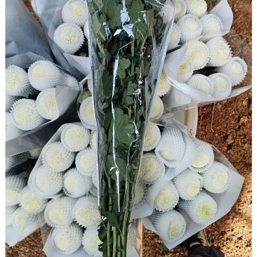 乒乓菊