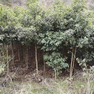 浙江樟1-2-3-4公分