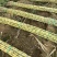 黄金甘蔗批量供应节长无渣甜度高产地一手货源全国可发