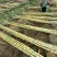 黄金甘蔗批量供应节长无渣甜度高产地一手货源全国可发