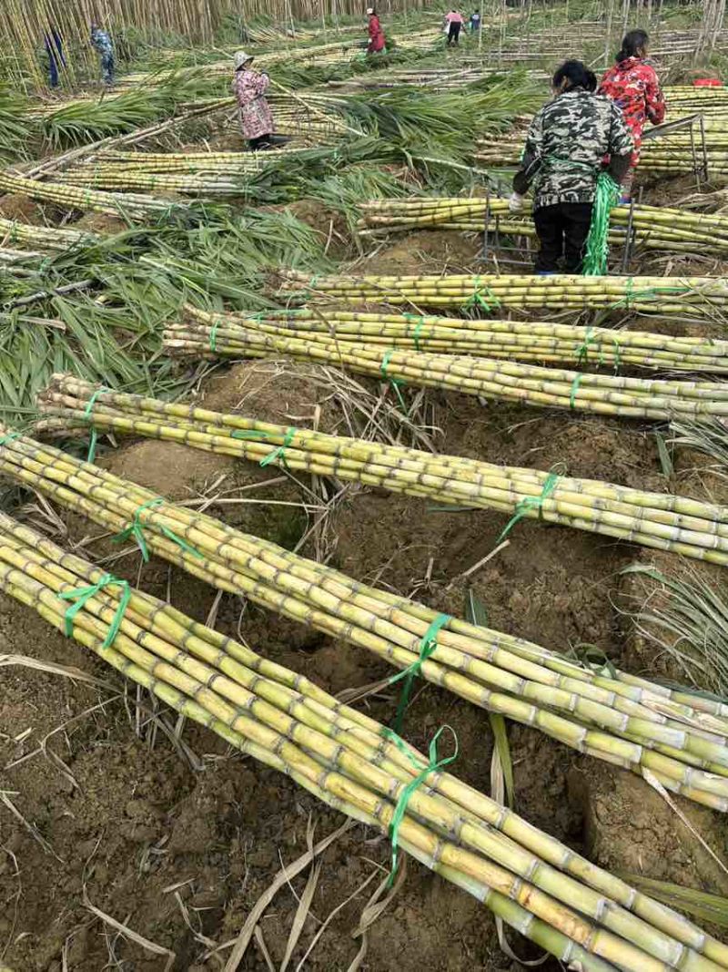 黄金甘蔗批量供应节长无渣甜度高产地一手货源全国可发