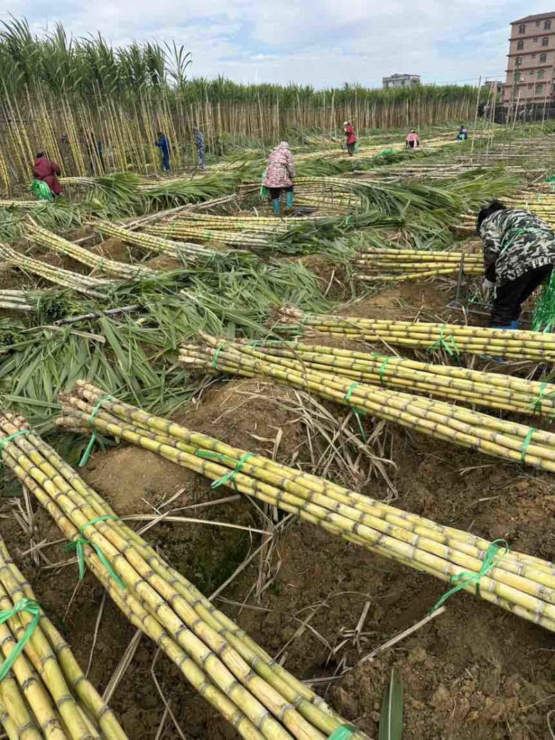 黄金甘蔗批量供应节长无渣甜度高产地一手货源全国可发