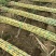 黄金甘蔗批量供应节长无渣甜度高产地一手货源全国可发