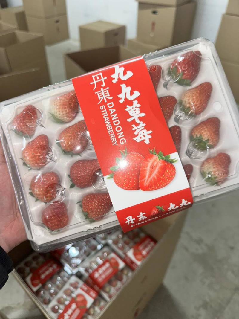 丹东九九草莓大量有货，诚接全国批发市场，商超，烘培，物流模式