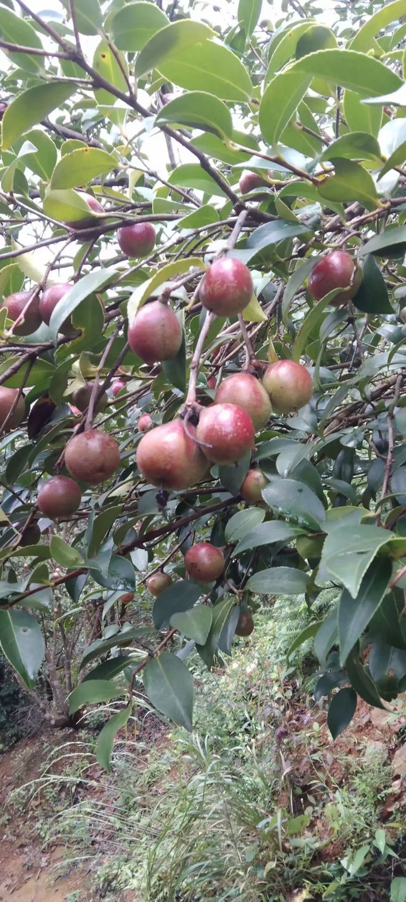 产地直供江西婺源高山***茶籽油