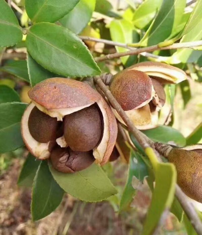 产地直供江西婺源高山***茶籽油