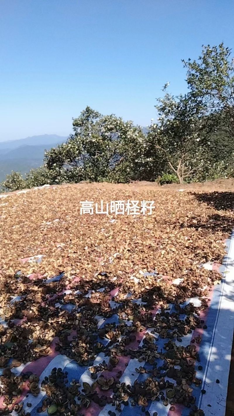 产地直供江西婺源高山***茶籽油
