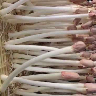 精品花生芽火锅肉炒清炒凉拌捞汁沙拉批发零售