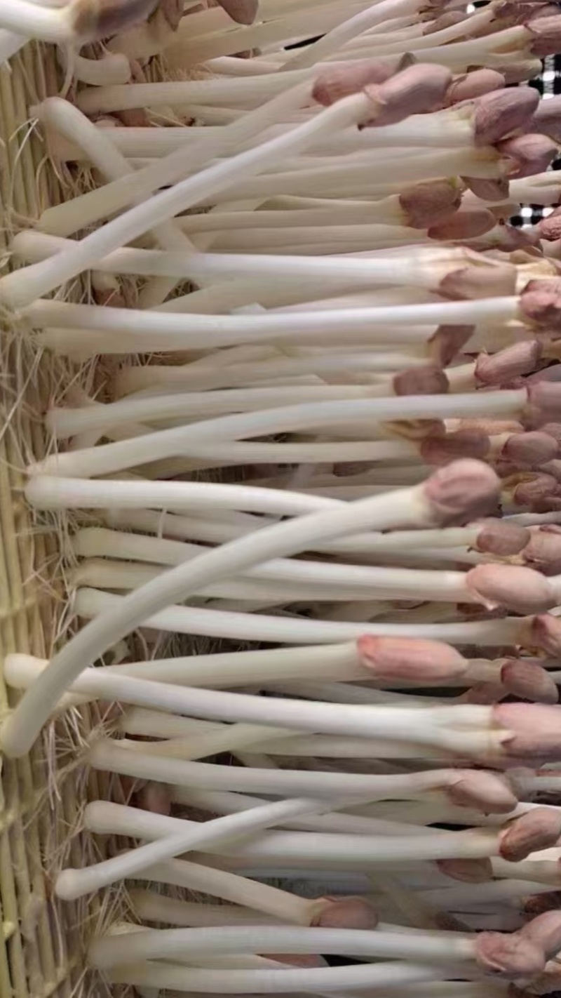 精品花生芽火锅肉炒清炒凉拌捞汁沙拉批发零售