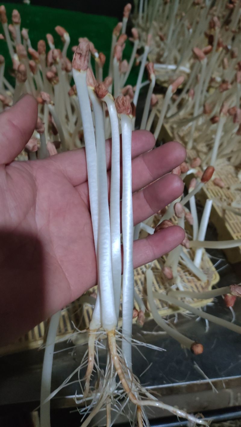 精品花生芽火锅肉炒清炒凉拌捞汁沙拉批发零售
