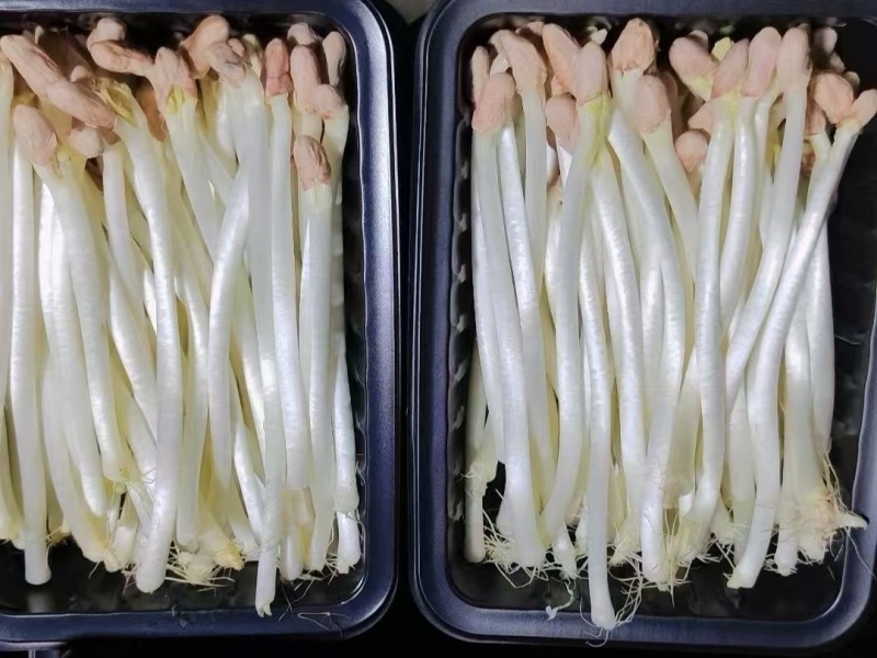 精品花生芽火锅肉炒清炒凉拌捞汁沙拉批发零售