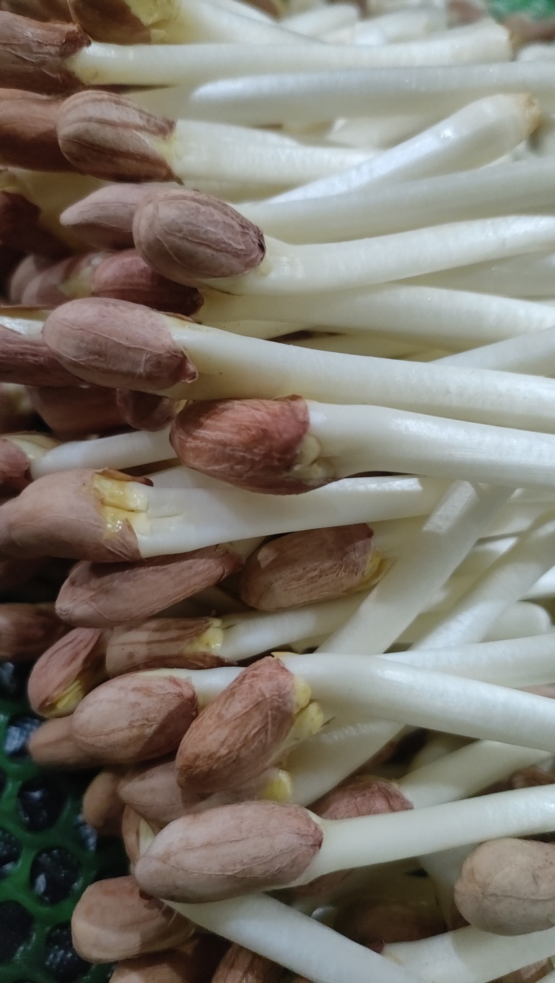 精品花生芽火锅肉炒清炒凉拌捞汁沙拉批发零售
