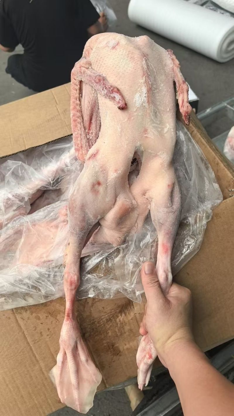 黄河散养大鹅