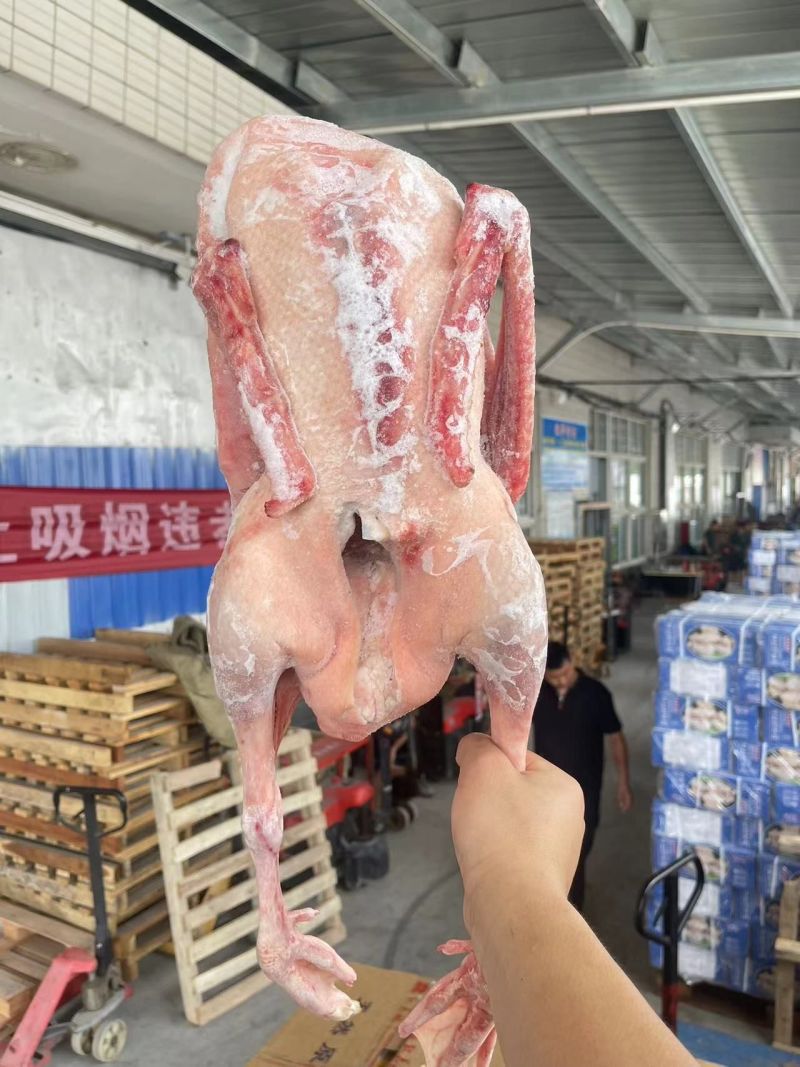 黄河散养大鹅