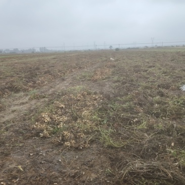 河南漯河沙土地花生