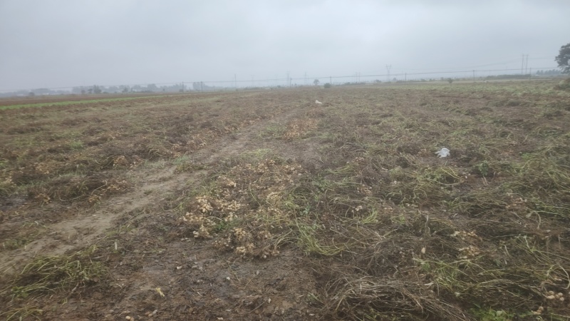 河南漯河沙土地花生