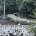 林下散养大鹅小笨鸡