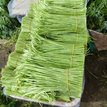 全嫰芦蒿已上线精品精品价格便宜