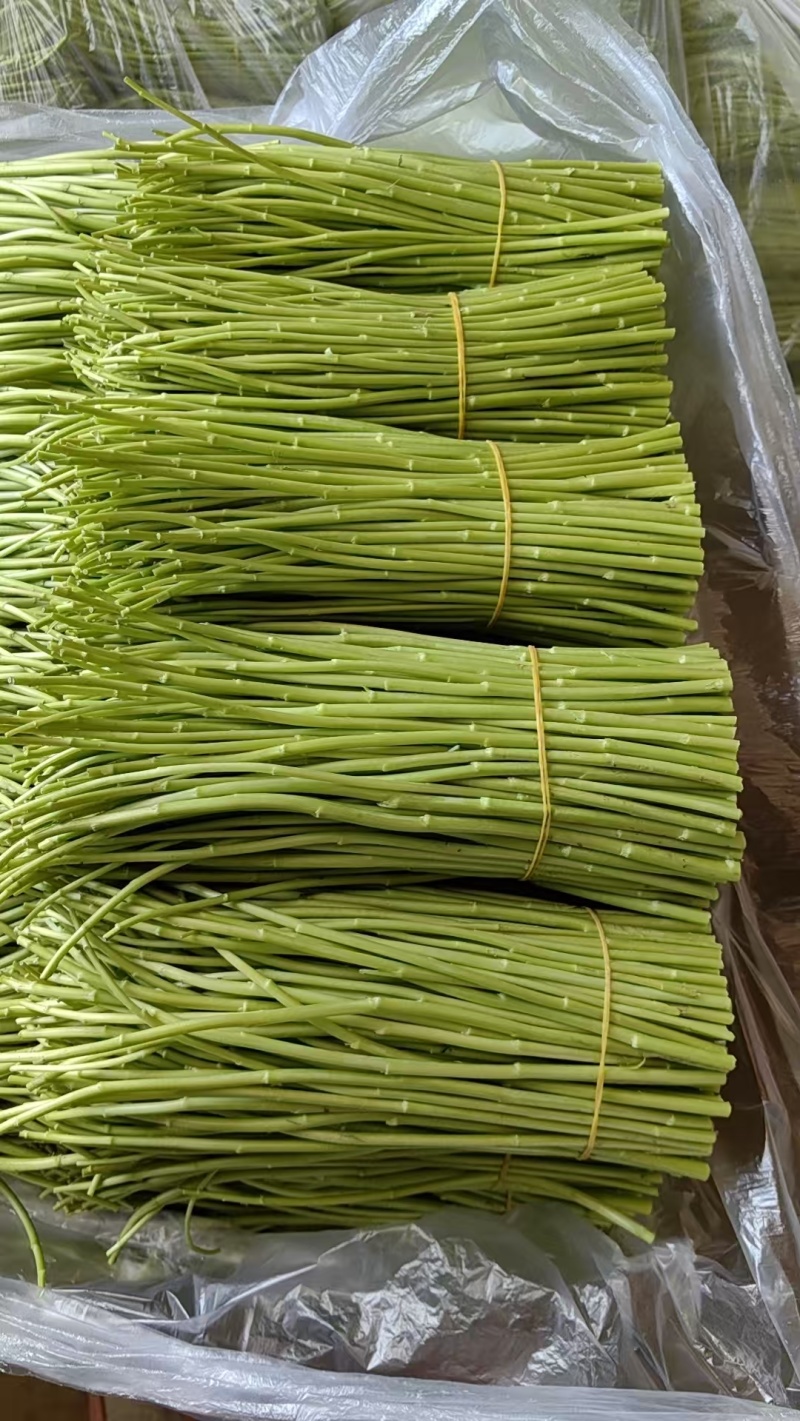 全嫰芦蒿已上线精品精品价格便宜