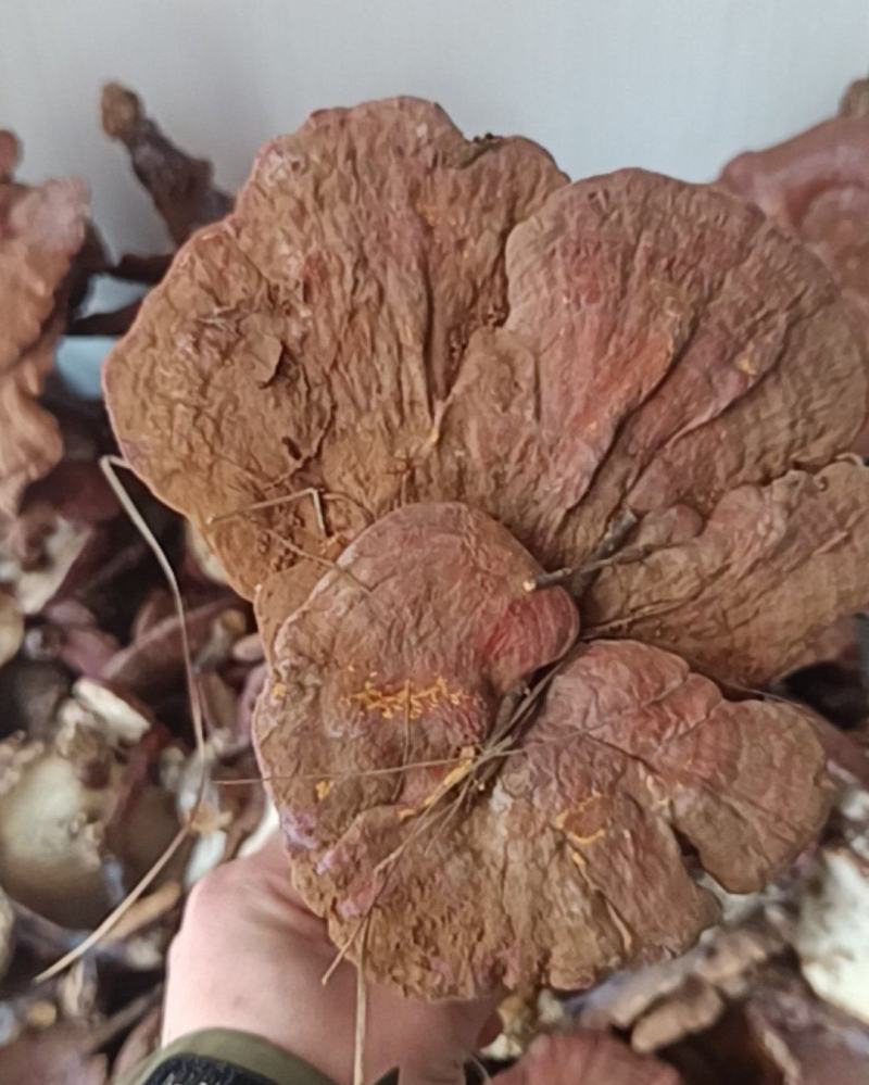 野生灵芝