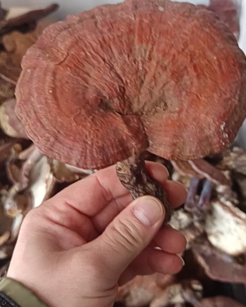 野生灵芝