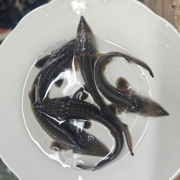 淡水名特优鱼苗
