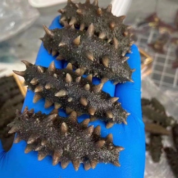 威海特产海参