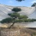 山东泰安造型松