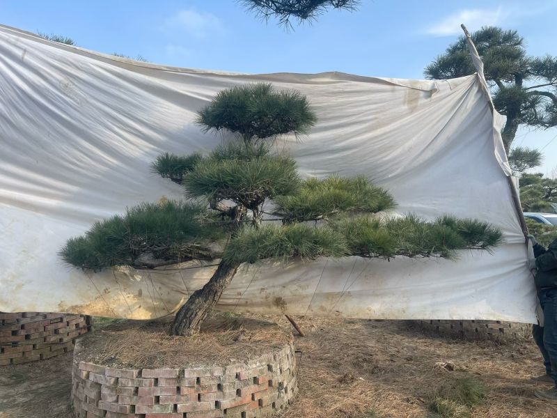 山东泰安造型松